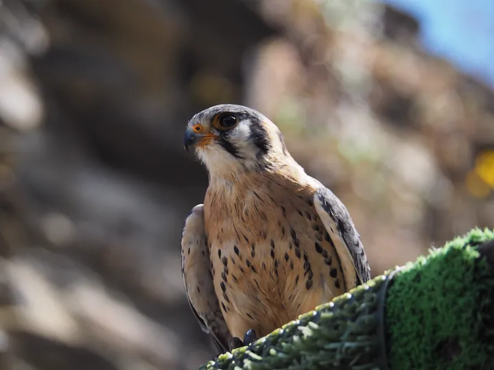 Birds of prey show at Chateau de La Roche-en-Ardenne (Belgium)